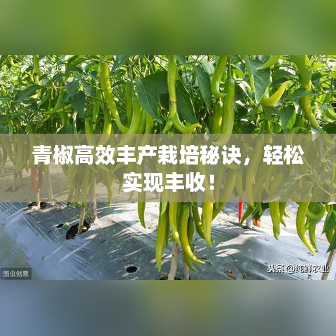 青椒高效豐產栽培秘訣，輕松實現豐收！