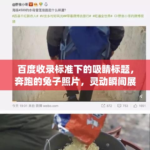 百度收錄標(biāo)準(zhǔn)下的吸睛標(biāo)題，奔跑的兔子照片，靈動(dòng)瞬間展現(xiàn)活力魅力！