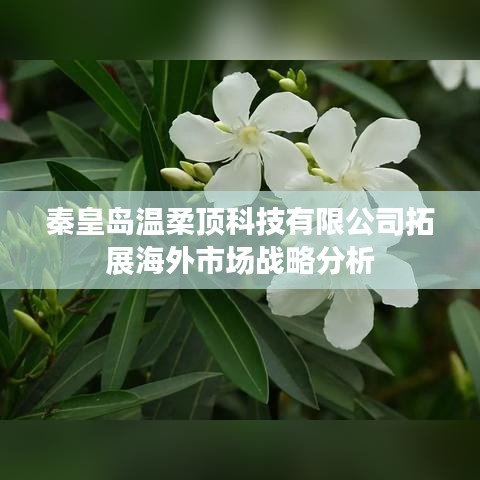 秦皇島溫柔頂科技海外市場(chǎng)拓展策略解析