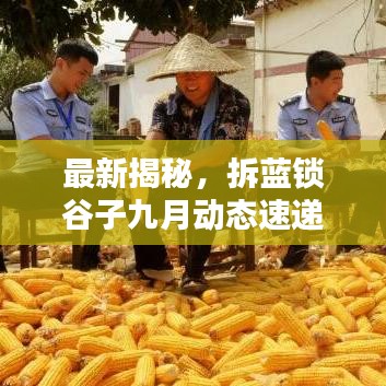 最新揭秘，拆藍鎖谷子九月動態(tài)速遞
