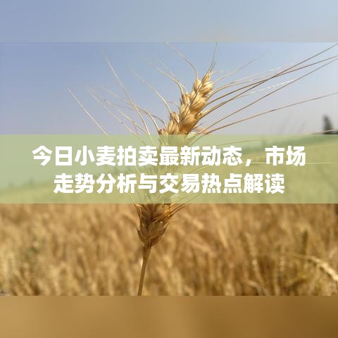今日小麥拍賣最新動態(tài)，市場走勢分析與交易熱點解讀