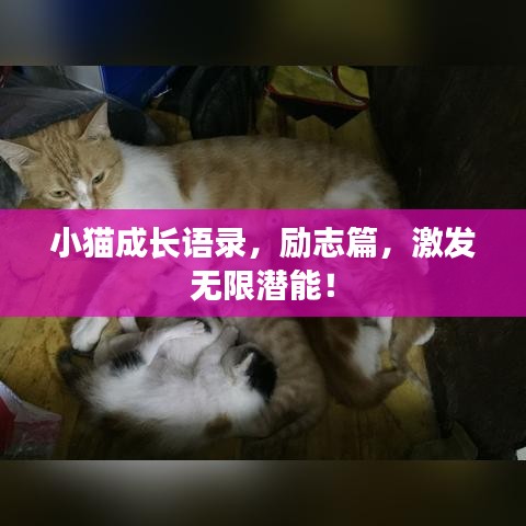 小貓成長(zhǎng)語(yǔ)錄，勵(lì)志篇，激發(fā)無(wú)限潛能！