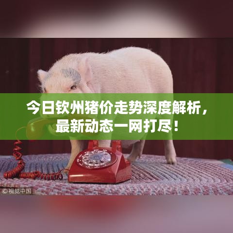 今日欽州豬價(jià)走勢(shì)深度解析，最新動(dòng)態(tài)一網(wǎng)打盡！