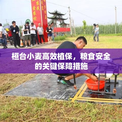 桓臺小麥高效植保，糧食安全的關鍵保障措施