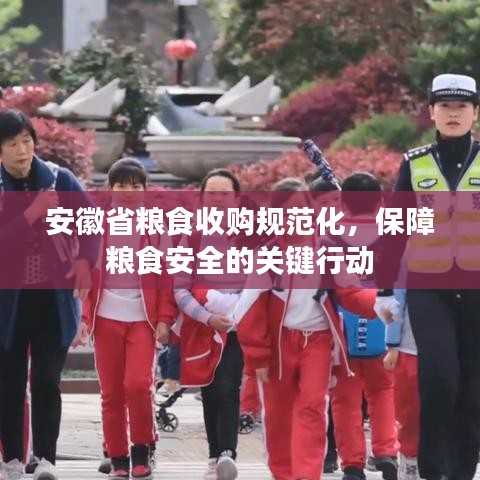 安徽省糧食收購規(guī)范化，保障糧食安全的關(guān)鍵行動