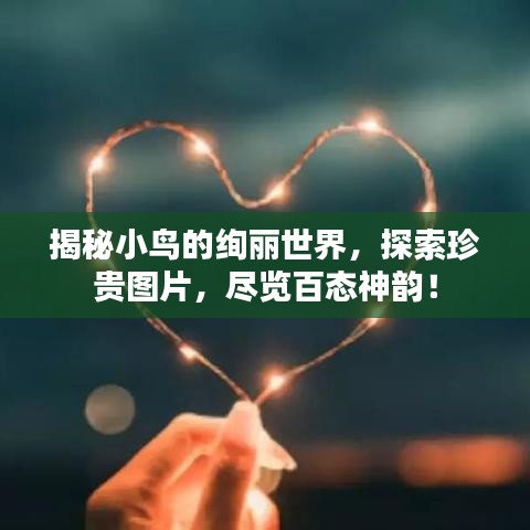 揭秘小鳥的絢麗世界，探索珍貴圖片，盡覽百態(tài)神韻！
