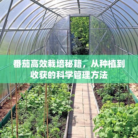 番茄高效栽培秘籍，從種植到收獲的科學(xué)管理方法