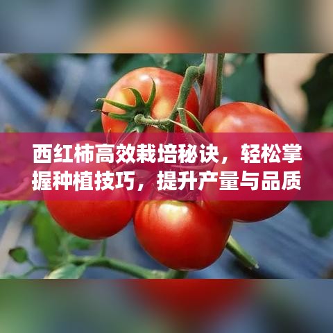 西紅柿高效栽培秘訣，輕松掌握種植技巧，提升產(chǎn)量與品質(zhì)！