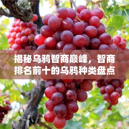 揭秘烏鴉智商巔峰，智商排名前十的烏鴉種類盤點！