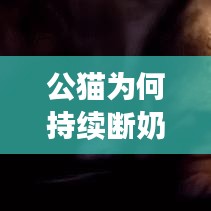 公貓為何持續(xù)斷奶？原因、后果及解決方法大解析！