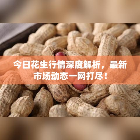今日花生行情深度解析，最新市場動態(tài)一網(wǎng)打盡！
