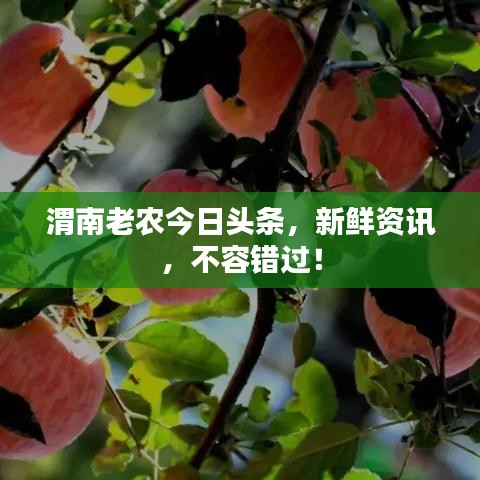 渭南老農(nóng)今日頭條，新鮮資訊，不容錯過！