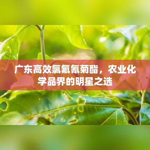 廣東高效氯氟氰菊酯，農(nóng)業(yè)化學(xué)品界的明星之選