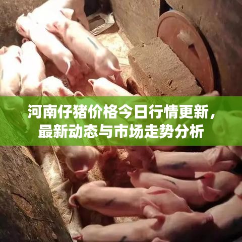 河南仔豬價(jià)格今日行情更新，最新動(dòng)態(tài)與市場走勢分析