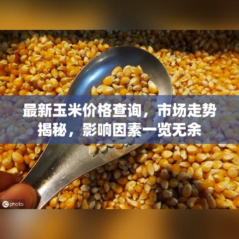 最新玉米價(jià)格查詢，市場(chǎng)走勢(shì)揭秘，影響因素一覽無(wú)余