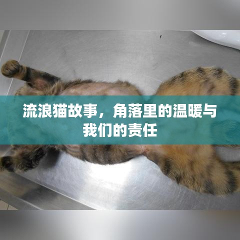 流浪貓故事，角落里的溫暖與我們的責任