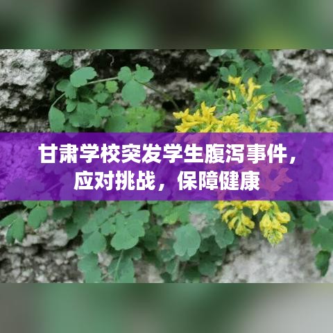 甘肅學校突發(fā)學生腹瀉事件，應對挑戰(zhàn)，保障健康