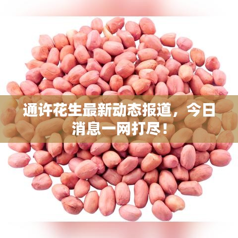 通許花生最新動(dòng)態(tài)報(bào)道，今日消息一網(wǎng)打盡！