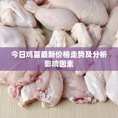 今日雞苗最新價(jià)格走勢及分析影響因素