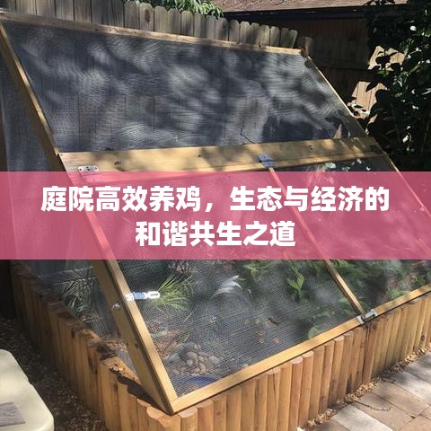 庭院高效養(yǎng)雞，生態(tài)與經(jīng)濟(jì)的和諧共生之道