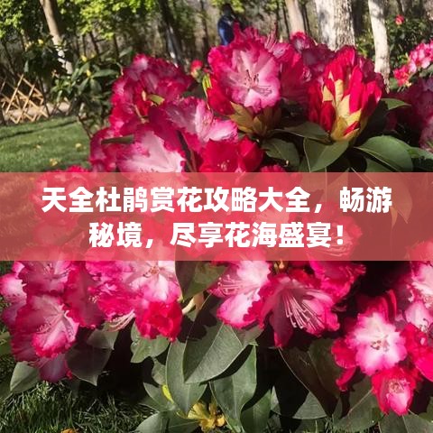 天全杜鵑賞花攻略大全，暢游秘境，盡享花海盛宴！