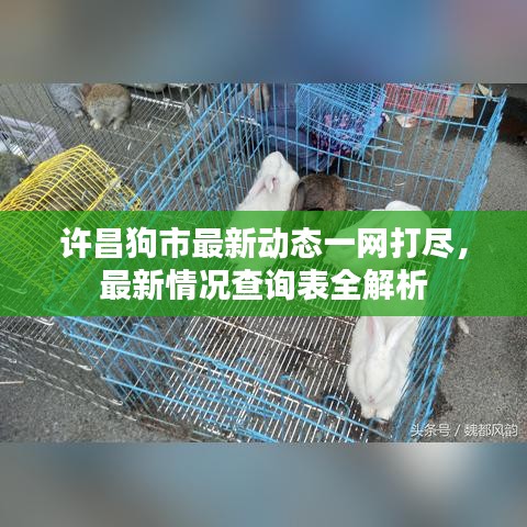 許昌狗市最新動(dòng)態(tài)一網(wǎng)打盡，最新情況查詢表全解析