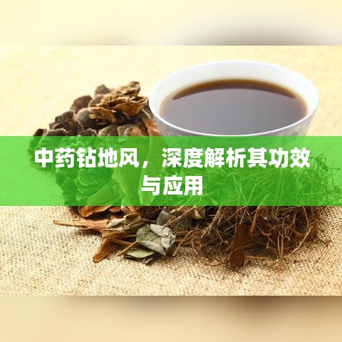 中藥鉆地風，深度解析其功效與應(yīng)用