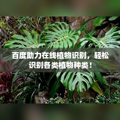 百度助力在線植物識別，輕松識別各類植物種類！