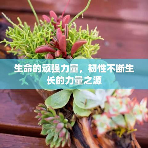 生命的頑強(qiáng)力量，韌性不斷生長(zhǎng)的力量之源