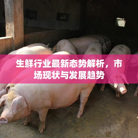 生鮮行業(yè)最新態(tài)勢(shì)解析，市場(chǎng)現(xiàn)狀與發(fā)展趨勢(shì)